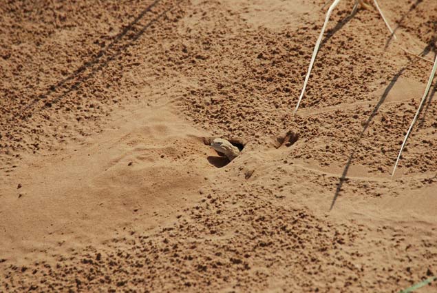 從洞中探出頭的大耳沙蜥（蔡波拍攝）