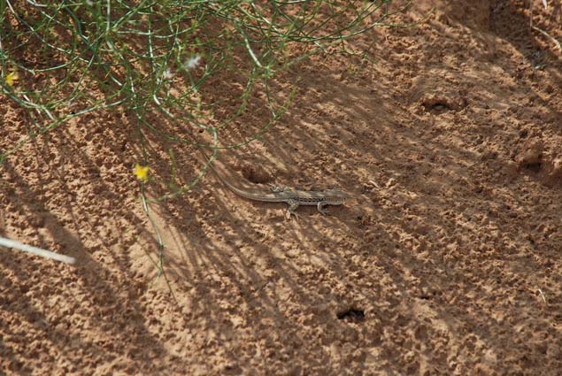 剛出洞的麻蜥（蔡波拍攝）