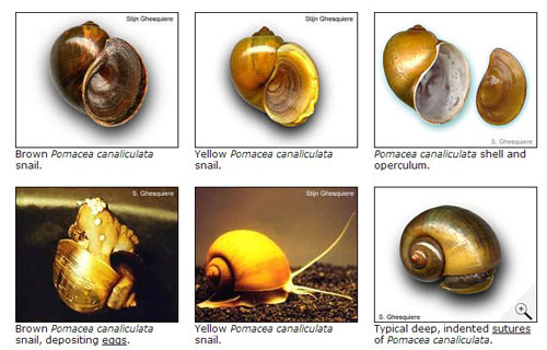 福壽螺的真面目，圖片來源http://www.applesnail.net/content/species/pomacea_canaliculata.htm
