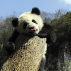 ����؈����