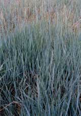 �|����ݲݵ�