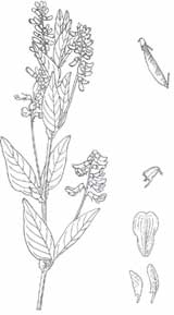 ���^�˵�ֲ�ꡢ�ӌ���