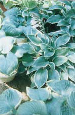 �ر�ֲ��--����