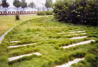 δ�����õĲ�ƺ