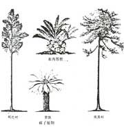 ����ֲ��