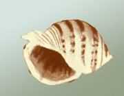 �p���N��