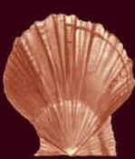 ������ؐ