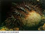 ���������ڳԽǷ䳲ɺ��