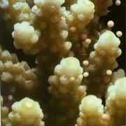 �Nޱɺ����Ⱥ�w���L������֦�����K��~���Ƥ��������һ�N�ǳ���Ҫ���콸ɺ����