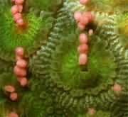 �ջ�ɺ����ɺ���w֮�g�o�ϲ���ɺ�����ڱ������ʶ�߅���������@�ć�ɺ�����ֲ����҇�����ɳȺ�u���|�����Ϻ����_���u�Ⱥ�����