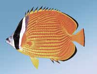 ��y�����~