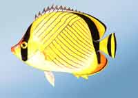 б�y�����~