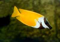 ���@���~(y��)