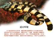 �m���h(hu��n)��