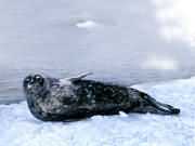 ����?t��ng)����? width=