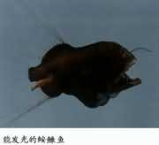 �ܰl(f��)����c�K�~