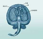 ����l(f��)�����ʾ��D