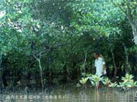 �t��ֲ���̥������Щ�t��ֲ��Ĺ����ڳ������Ȼ����ĸ�������N����ĸ���Ϲ�����(n��i)�l(f��)ѿ��