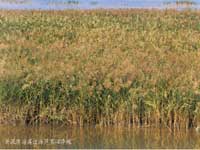 λ�����K����̎�ĺ��ݞ����ϲ�����ɳӰ����ذ����^(q��)�ɫ�^�\��