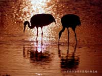 �JȔ���еĵ���Q