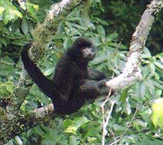 ���L(zh��ng)��Գ