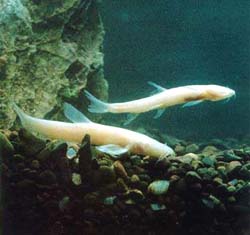 ��(g��)�fä��ԭ�q