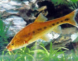 ���ɽ���