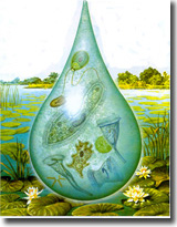 一滴水中的原生動物