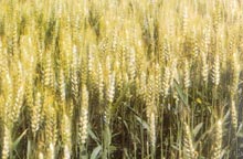 ݗ��������С����Ʒ�N