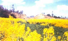 ���ǰ��¶�