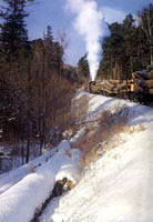 �����F·�е�ɭ���F·